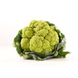 KAPUSNICE L'ORTO FRUTTIFERO CVETAČA 4/1 SUSANA F1 KULTIPAK