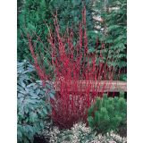 CVETOČA GRMOVNICA BELI DREN SIBIRICA L3.5 L