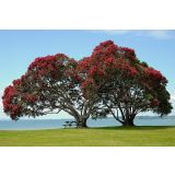 CVETOČA GRMOVNICA BOŽIČNO DREVO