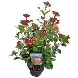 CVETOČA GRMOVNICA BROGOVITA L17