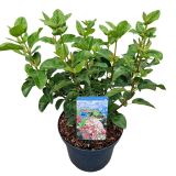 CVETOČA GRMOVNICA BROGOVITA L23