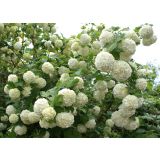 CVETOČA GRMOVNICA BROGOVITA SNEŽNA KEPA L 2L