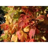 CVETOČA GRMOVNICA BROGOVITA SNEŽNA KEPA L 2L