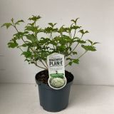 CVETOČA GRMOVNICA BROGOVITA SNEŽNA KEPA (VIBURNUM ROSEUM) POT 19