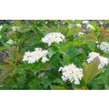 CVETOČA GRMOVNICA BROGOVITA (VIBURNUM COMPACTUM) L19CM