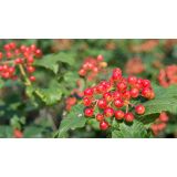 CVETOČA GRMOVNICA BROGOVITA (VIBURNUM COMPACTUM) L19CM