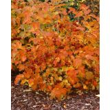 CVETOČA GRMOVNICA BROGOVITA (VIBURNUM COMPACTUM) L19CM