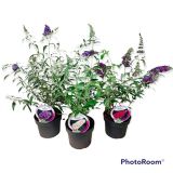 CVETOČA GRMOVNICA DAVIDOV METULJNIK MIX L19