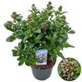 CVETOČA GRMOVNICA ESKALONIJA L26