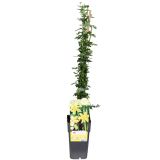 CVETOČA GRMOVNICA GOLOCVETNI JASMIN L2 L