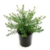 CVETOČA GRMOVNICA GRMOVNICA WESTRINGIA