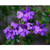 CVETOČA GRMOVNICA GRMOVNICA WESTRINGIA