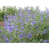 CVETOČA GRMOVNICA KOPRIVČEK L 2L