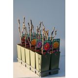 CVETOČA GRMOVNICA LESNATA POTONIKA L11 CM