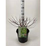 CVETOČA GRMOVNICA MEDVEJKA TOR GOLD L19