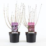 CVETOČA GRMOVNICA MEYERJEVA MAJNICA L 3L