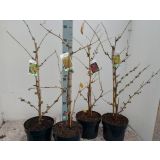 CVETOČA GRMOVNICA NEPOZEBNIK (HAMAMELIS) L21 CM