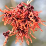 CVETOČA GRMOVNICA NEPOZEBNIK (HAMAMELIS) L21 CM