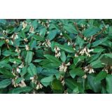 CVETOČA GRMOVNICA OLJKOVEC L15 ELAEAGNUS EBBINGEI