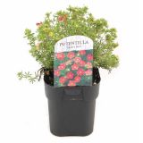 CVETOČA GRMOVNICA PETEROPRSTNIK