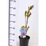 CVETOČA GRMOVNICA PRESTONOV ŠPANSKI BEZEG MINUET