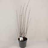 CVETOČA GRMOVNICA ŠPANSKI BEZEG FLOWERFESTA WHITE L21