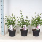 CVETOČA GRMOVNICA ŠPANSKI BEZEG MIX L19