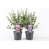 CVETOČA GRMOVNICA ŠPANSKI BEZEG MIX L21