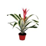 CVETOČA SOBNA RASTLINA AHMEJA