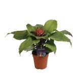 CVETOČA RASTLINA AHMEJA TAYOENSIS L12