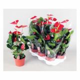 FLAMINGOVEC ANTHURIUM ANDREANUM VITO L17