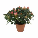 AZALEJA FLANDRESSE L12