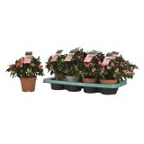 CVETOČA RASTLINA AZALEJA MIX L12