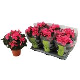 CVETOČA RASTLINA BEGONIJA