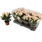 CVETOČA RASTLINA BEGONIJA