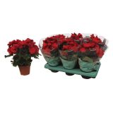 CVETOČA RASTLINA BEGONIJA BALADIN ROOD L12