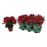 CVETOČA RASTLINA BEGONIJA BALADIN ROOD L17