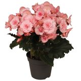 CVETOČA RASTLINA BEGONIJA JOY PINK L12