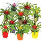 CVETOČA SOBNA RASTLINA BROMELIA MIX