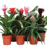 CVETOČA SOBNA RASTLINA BROMELIJA MIX L12