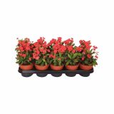 CVETOČA SOBNA RASTLINA EUPHORBIA MILLI VULCANS RED