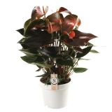 CVETOČA RASTLINA FLAMINGOVEC