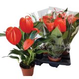 CVETOČA RASTLINA FLAMINGOVEC