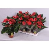 CVETOČA RASTLINA FLAMINGOVEC SIERRA L14