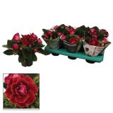 CVETOČA RASTLINA GLOKSINIJA