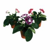 CVETOČA SOBNA RASTLINA GLOXINIA BROCADE