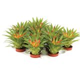 GUZMANIJA THERESA RDEČA L5.5