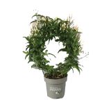 CVETOČA SOBNA RASTLINA JASMIN POLYANTHUM