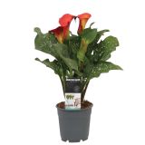 CVETOČA RASTLINA KALA