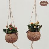 CVETOČA RASTLINA KALANCHOE MIX KOKODAMA